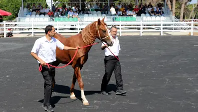 Ev fiyatına tay satışı: 3 milyon 500 bin liradan alıcı buldu