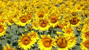 Tekirdağ'daki ayçiçeği tarlalarından renkli manzaralar