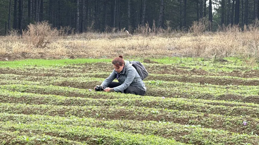 Dünyanın en pahalı baharatı... Karabük'te hasat başladı: Kilosu 600 bin lira 
