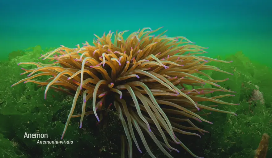 Balıklara “kırmızı liste” koruması geliyor | Tüm balıktürleri tek tek incelenecek 3