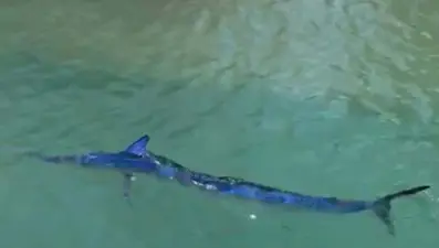 Balığı kıyıda zıpkınla vurdu, 12 bin lira ceza yedi