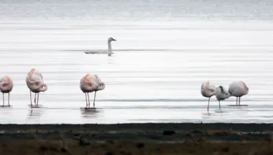 Van Gölü'nde flamingolar göç etmedi