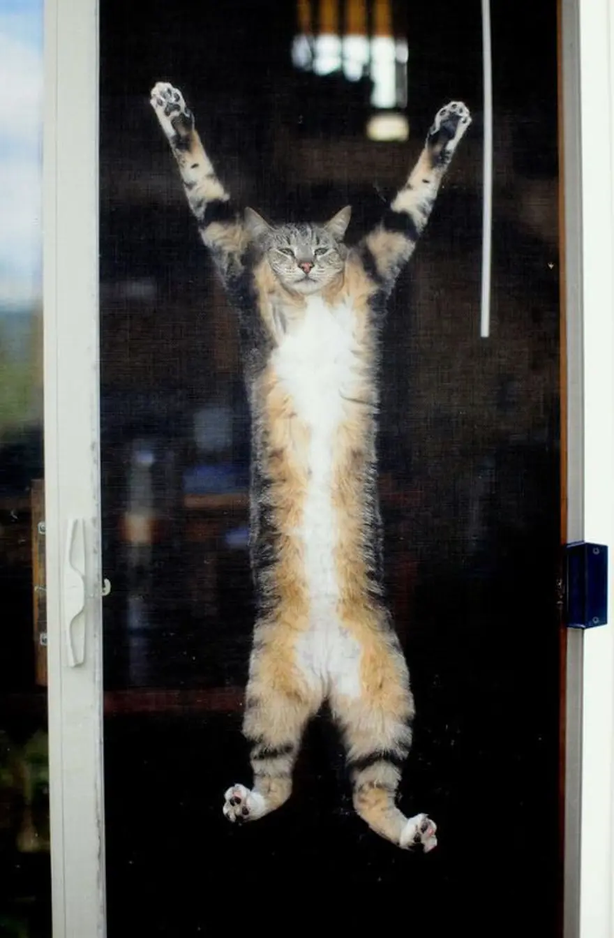 İnternetin yeni fenomenleri 67