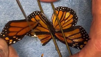 Kelebeğe ikinci şans: Kanat nakliyle yeniden uçtu