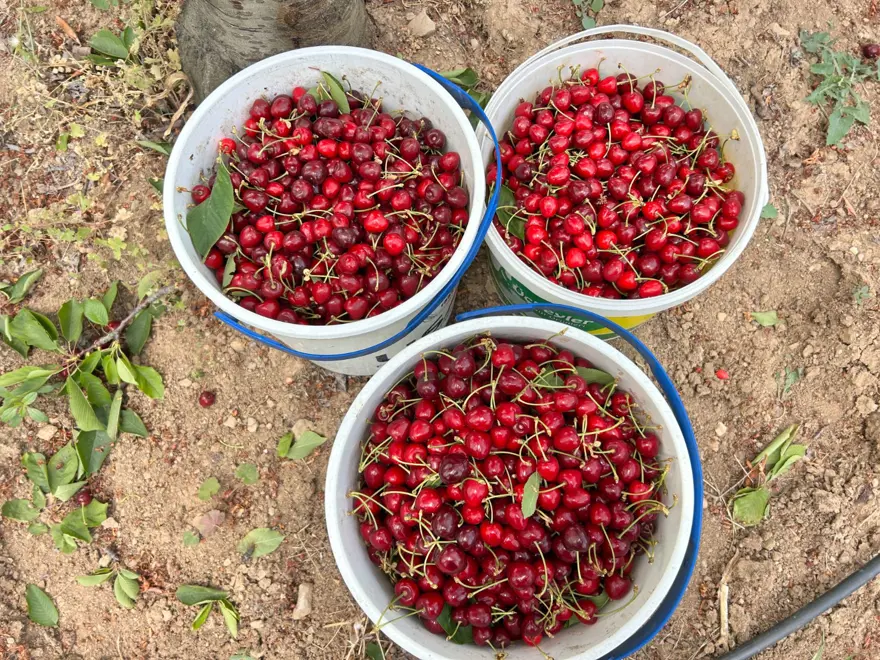 Bahçede 100 liradan alıcı buluyor: Hasat vakti geldi 5