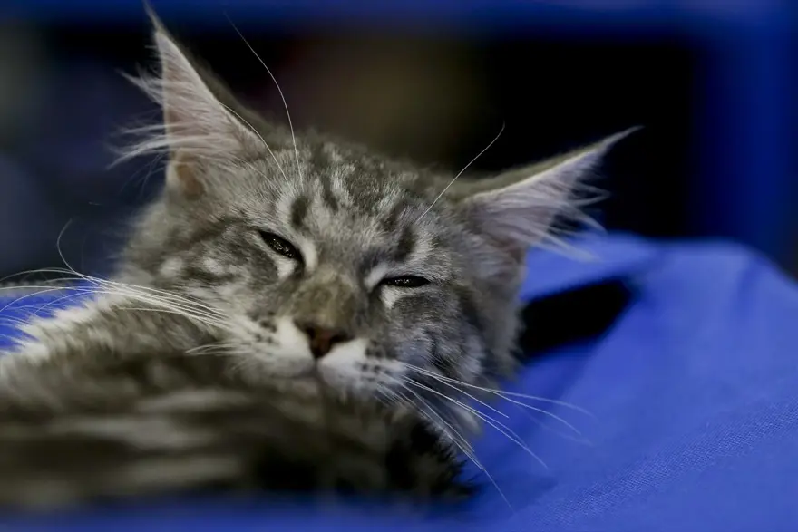 Kedi fuarından renkli fotoğraflar (Catsburg) 13