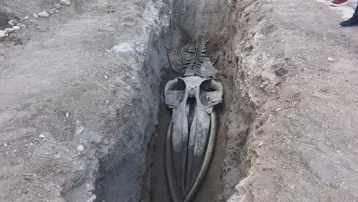 Mersin'de 4 yıl önce toprağa gömülen Fin balinasının iskeleti gün yüzüne çıkıyor