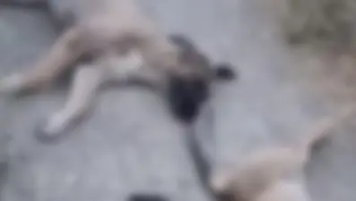 Yüksekova'da hayvanları zehirlediler: 10 köpek, 5 kedi, 3 tilki...