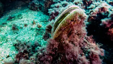 Müsilaj felaketine yeni önlemler: Saatte 6 litre su temizliyor