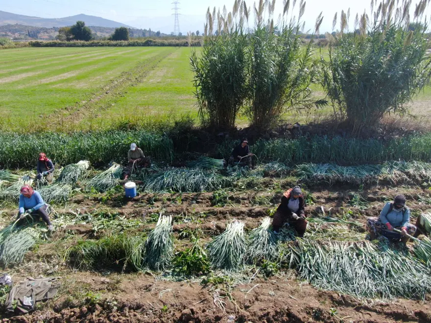 Tarlada ucuz, pazarda pahalı: Halk arasında ona &quot;doğal antibiyotik&quot; deniyor 7