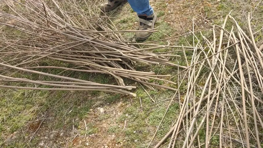 Doğadan toplanmaya başladı: Hayıt, söğüt, dut melengiç dalları sepete dönüşüyor 4 Doğadan toplanmaya başladı: Hayıt, söğüt, dut melengiç dalları sepete dönüşüyor 4