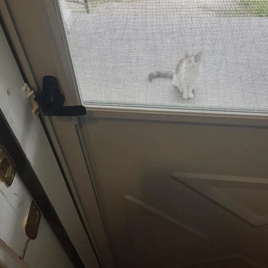 Hayatını kedileri kurtarmaya adadı 326