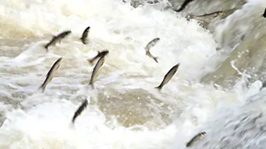 İklim önce balıkları vurdu