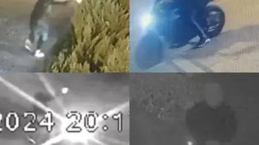 Kaplanlar çetesine operasyon: 33 adres basıldı, 16 kişi tutuklandı