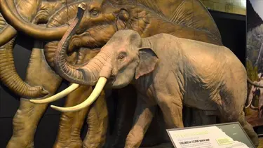 İngiltere'de 450 bin yıllık mamut fosili bulundu