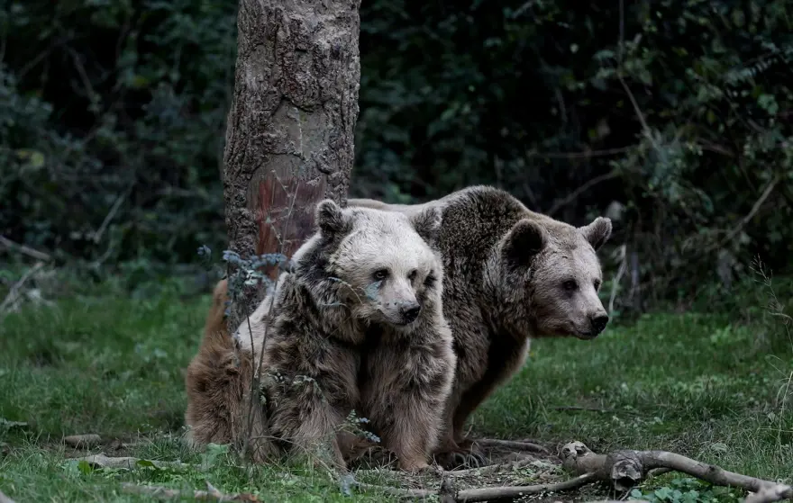 Türkiye'nin tek ayı barınağı Ovakorusu'nun maskotu oldular 31