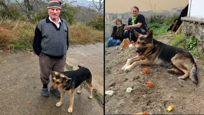 11 yaşındaki ‘Fero’, sahibinin mezarından ayrılmıyor