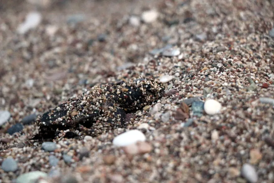 caretta caretta, carettaların denize yolculuğu, caretta mevsimi, yavru caretta 8