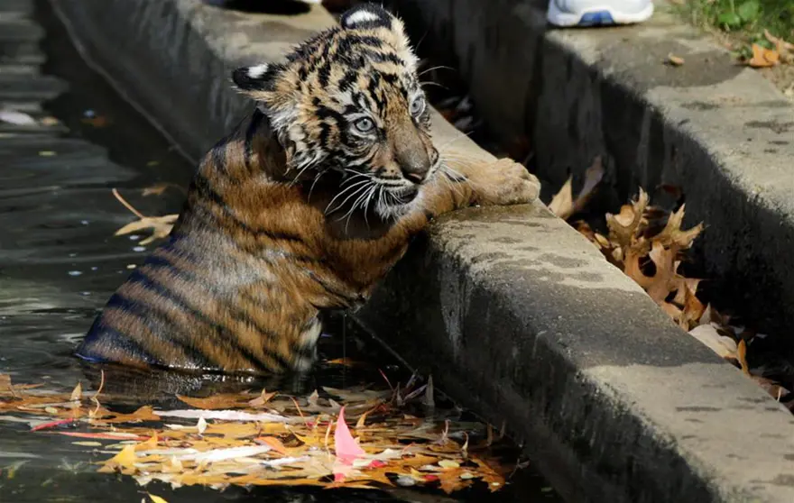 Sumatra kaplanları suya girdi 7