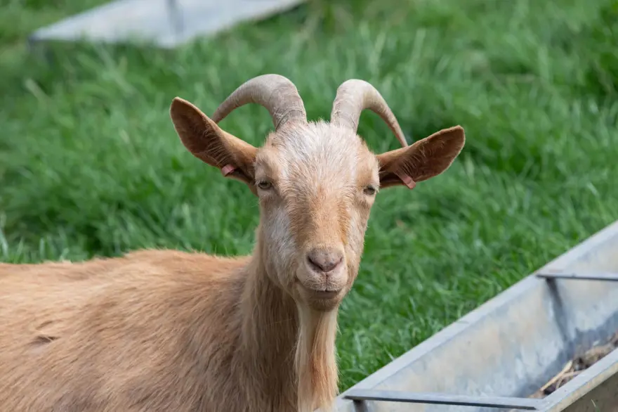 DOĞAL OLAYLARA NASIL TEPKİ VERDİKLERİ ORTAYA ÇIKACAK 1 DOĞAL OLAYLARA NASIL TEPKİ VERDİKLERİ ORTAYA ÇIKACAK 1