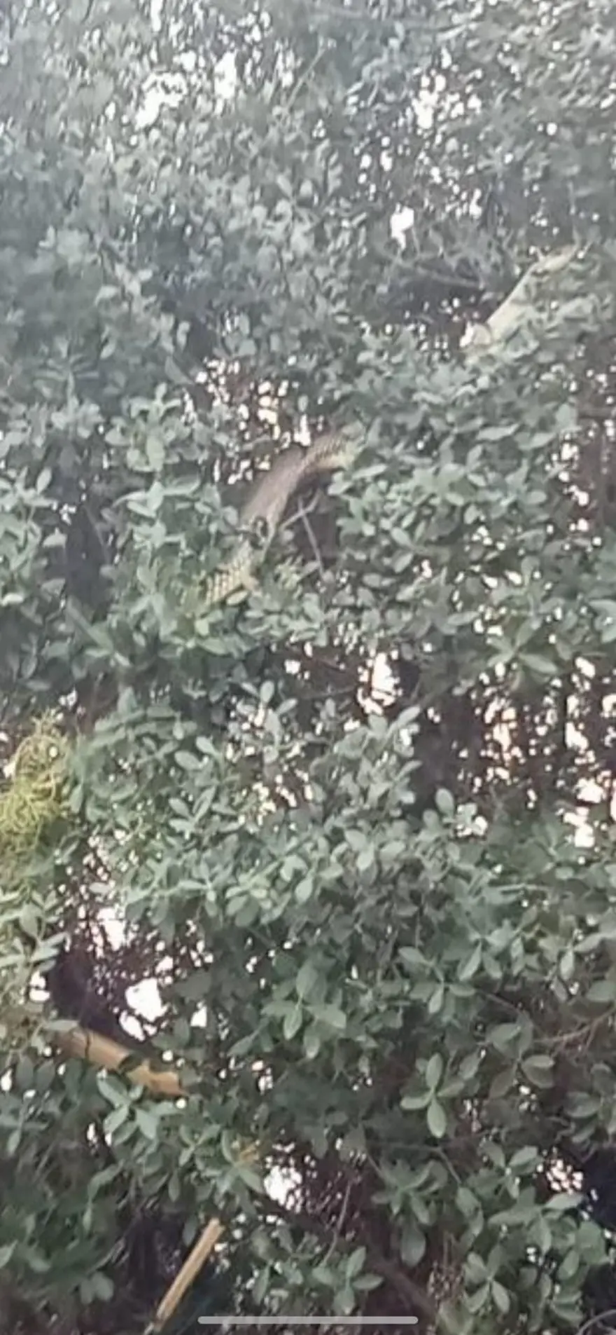 Çanakkale'de köylüler görüntüledi. Dev yılan ağaca çıktı 6