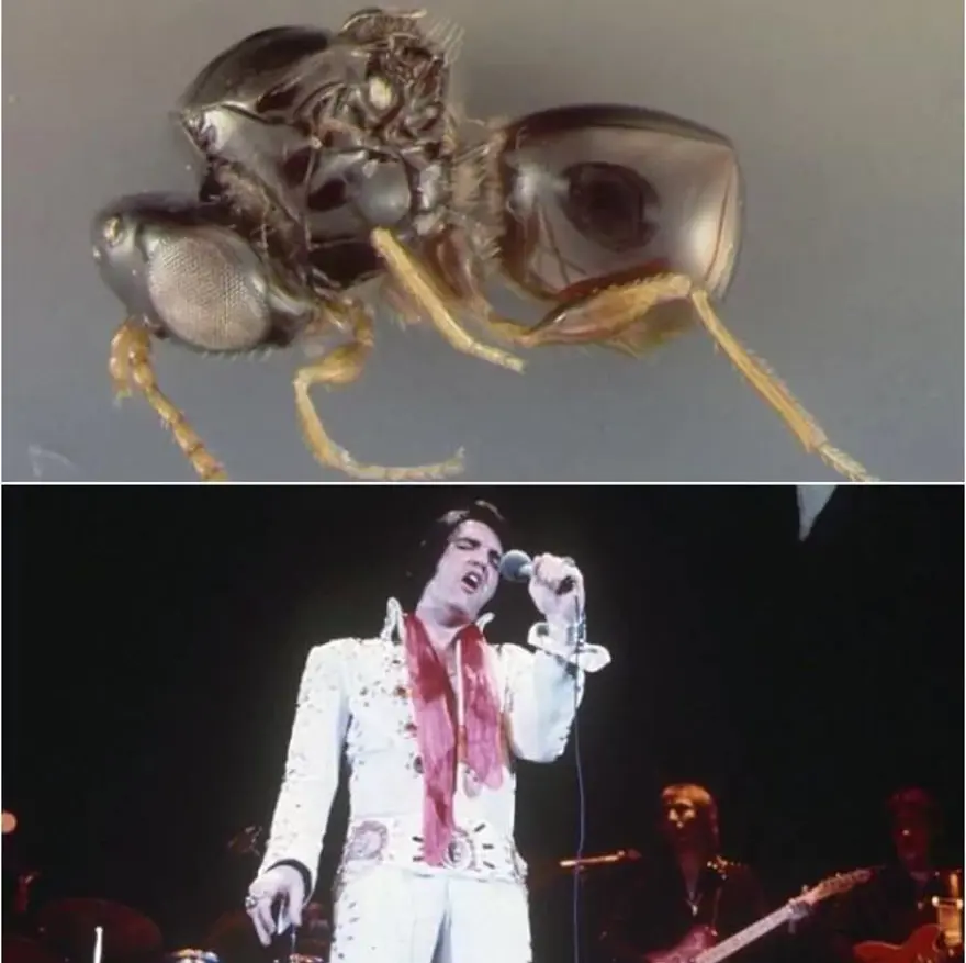 Ünlülerin adı verilen yeni türler 7 Ünlülerin adı verilen yeni türler 7