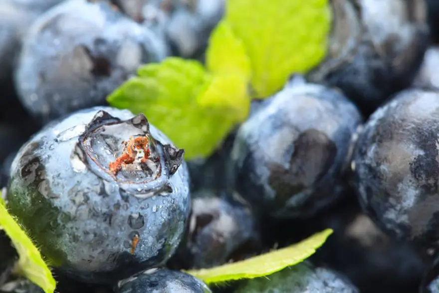 Türkiye'de yetişiyor, 5 ülkeye gönderiliyor! Kilosu 400 TL'den satılıyor, hasadı başladı 2