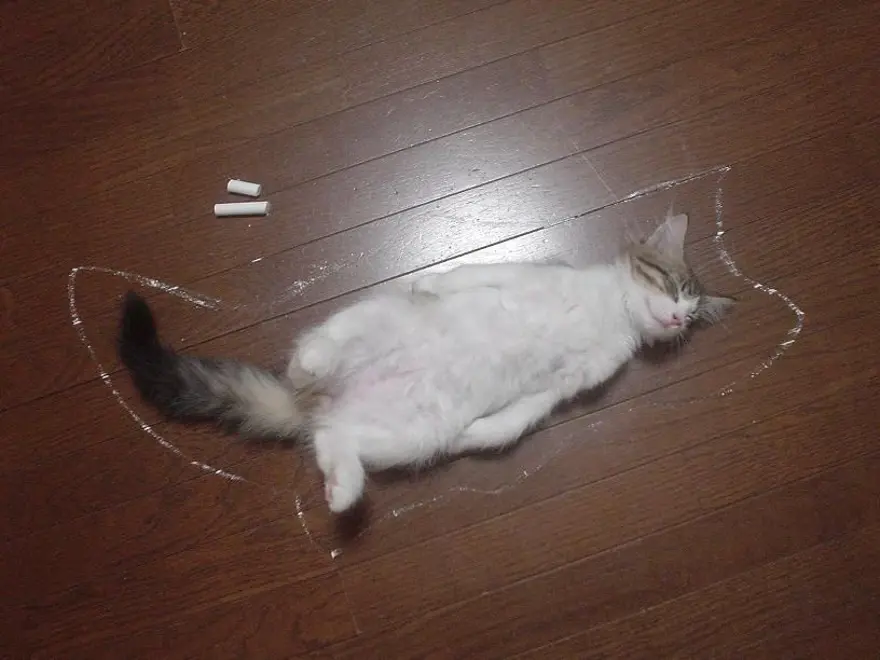 İnternetin yeni fenomenleri 48