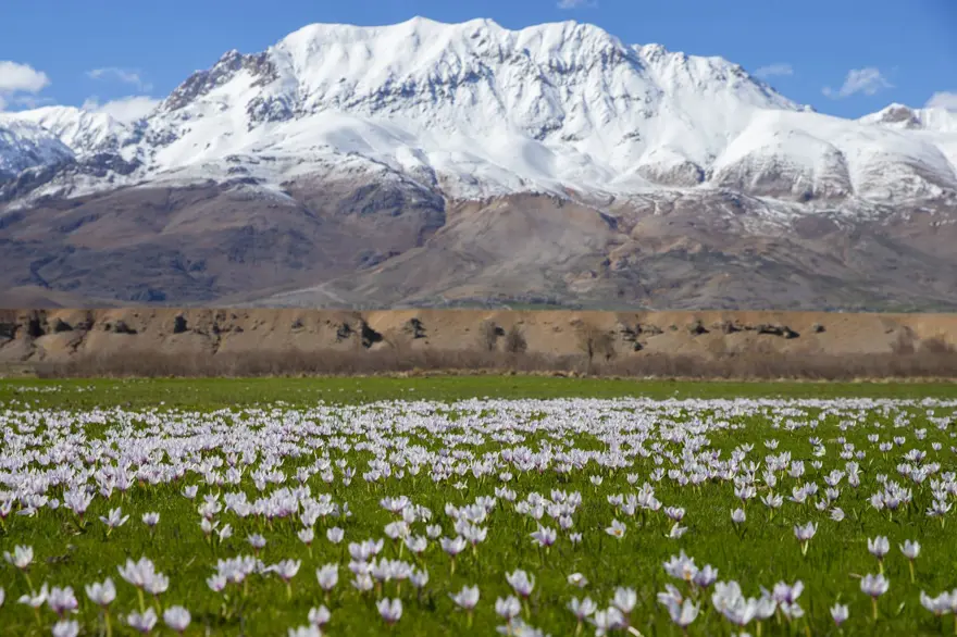 Tunceli'de baharın müjdecisi çiğdem ve nergisler çiçek açtı 