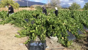Şeker oranı düşük, tescilli lezzet: Sabahın ilk ışıklarında hasat mesaisi