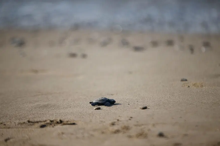 Caretta carettalar yumurtalardan çıkmaya başladı | Akdeniz’leilk buluşma 17