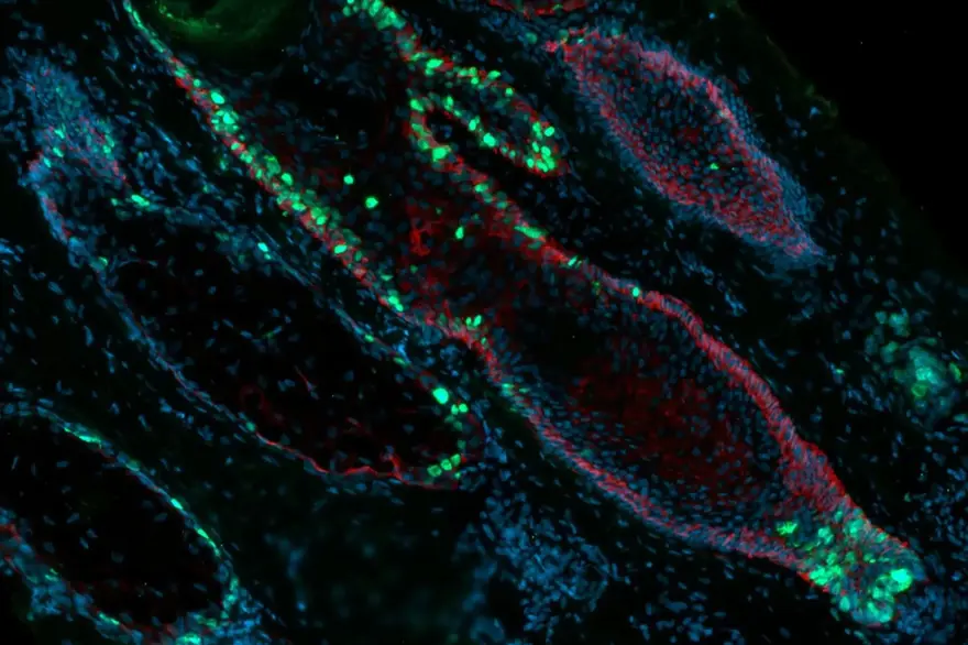 Güzellik – Pelage Pharmaceuticals PP405 35 Güzellik – Pelage Pharmaceuticals PP405 35