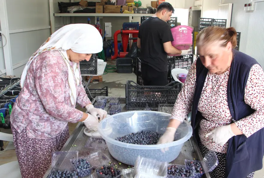 Kuzey Amerika'dan Türkiye'ye kadar yayıldı! Kilosu 230 liradan kapış kapış satılıyor, tıbbi değeri çok yüksek 6 Kuzey Amerika'dan Türkiye'ye kadar yayıldı! Kilosu 230 liradan kapış kapış satılıyor, tıbbi değeri çok yüksek 6