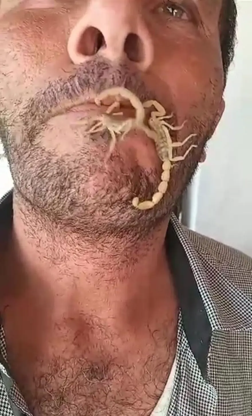 İki akrebi ağzına alıp kendini sokturdu 