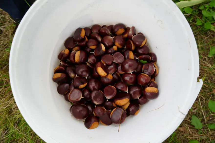 Hasat zamanı başladı: Gal arısı ve hastalıklara dayanıklı 2