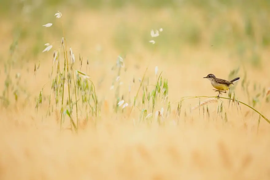 GENÇ FOTOĞRAFÇILAR KATEGORİSİ 8 GENÇ FOTOĞRAFÇILAR KATEGORİSİ 8