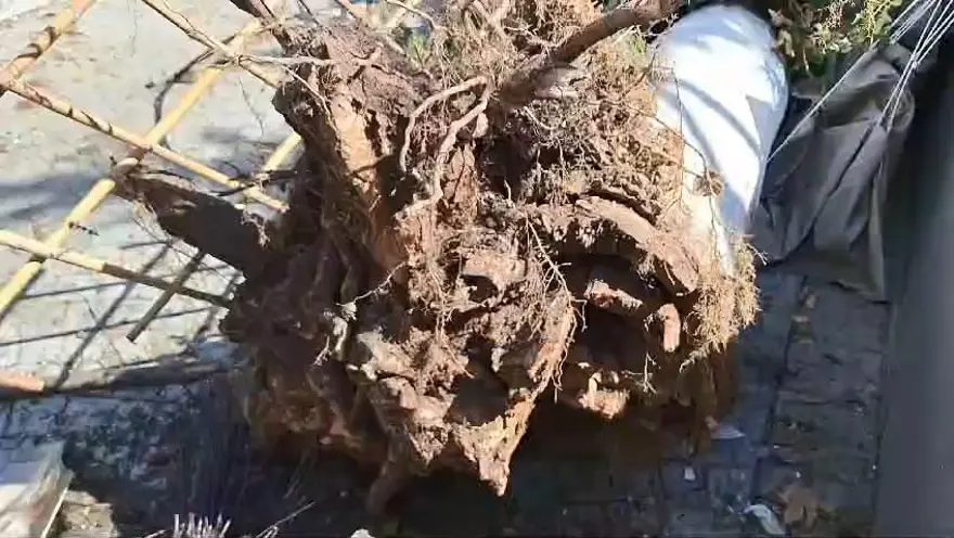 Çürüyen ağaç park halindeki araca zarar verdi 4