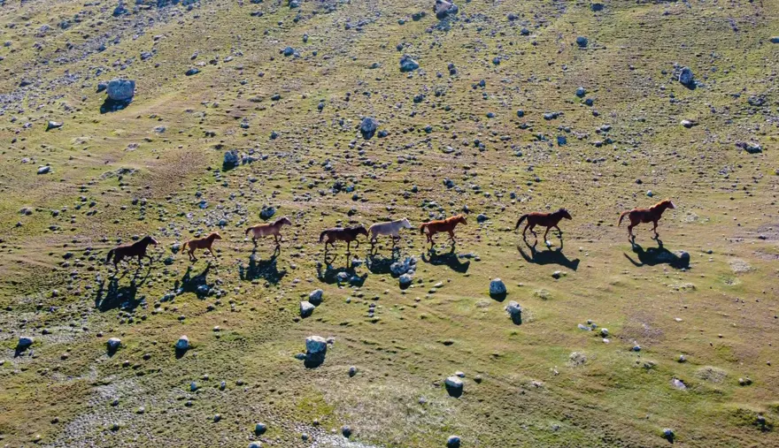 Tunceli'de karlı dağlardan inen yılkı atları, görsel şölen oluşturdu 