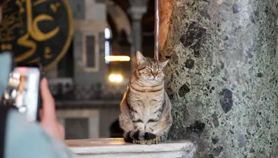 Ayasofya'nın yeni Gli’si