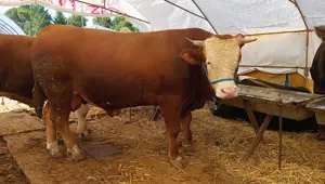 Diyanet açıkladı: Kurban keserken besmele çekilmesinin hükmü nedir? Kurban keserken hangi dualar okunur?