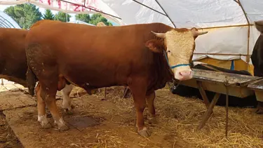 Diyanet açıkladı: Kurban keserken besmele çekilmesinin hükmü nedir? Kurban keserken hangi dualar okunur?