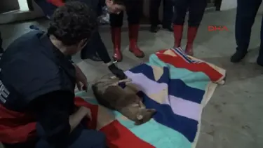 Otomobilin tampon bölümünde sıkışan çakal kurtarıldı