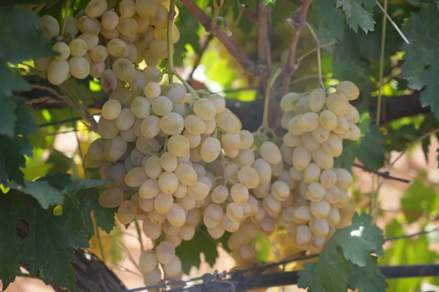 Üreticilere örnek oldu: Baba ve oğul yıllarca emek vererek kurdu 6 Üreticilere örnek oldu: Baba ve oğul yıllarca emek vererek kurdu 6