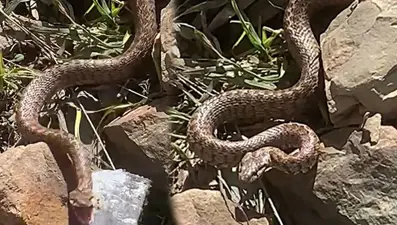 Zehirli yılanla karşı karşıya geldi! O anları kayıt altına aldı