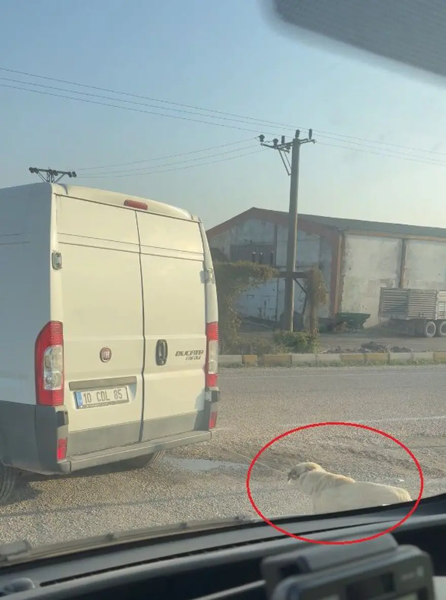 Köpeği minibüsün arkasına iple bağlayıp çekti 1