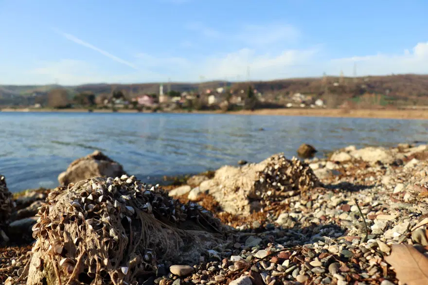 Sapanca Gölü can çekişiyor 9 Sapanca Gölü can çekişiyor 9