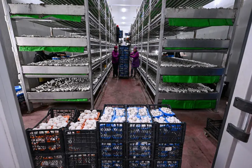 Sadece kadınlar çalışıyor: Günde 3 ton üretim ile 48 ilin ihtiyacını karşılıyorlar 1