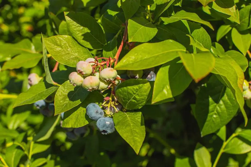 Türkiye'de yetişiyor, 5 ülkeye gönderiliyor! Kilosu 400 TL'den satılıyor, hasadı başladı 