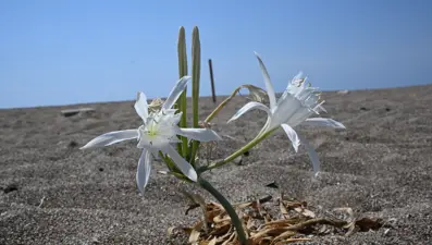 Bu bitkiyi koparmanın cezası 557 bin lira