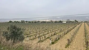 Üzüm bağlarına bahar erken geldi